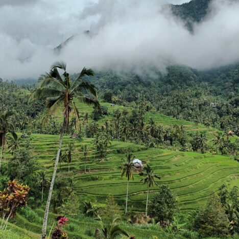 Bali rizsteraszok